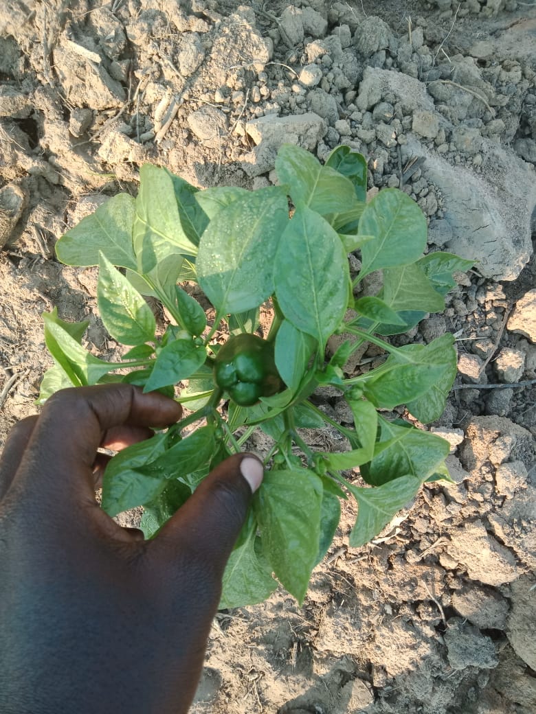 Produção de pimentão