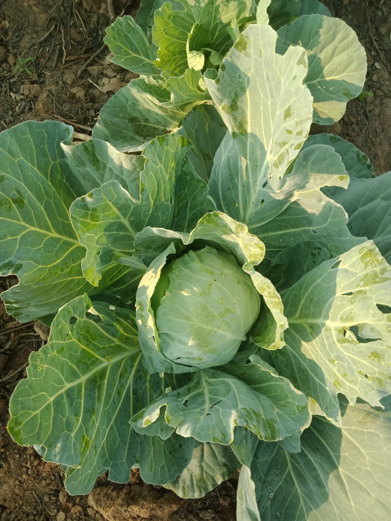 Plantação sustentável da Fazenda MaisLuz